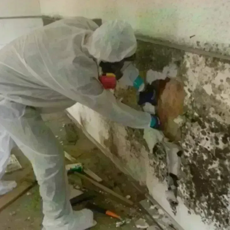 Mold Remediation and Removal in Fairfield, IA